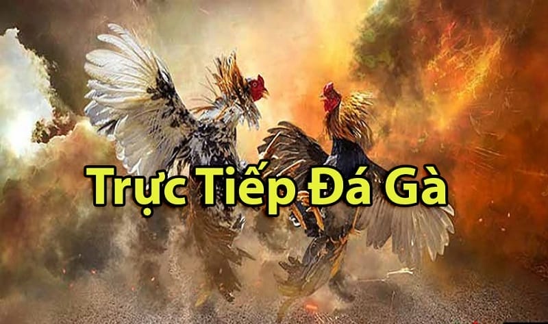 https://labonneetoile.art/tim-hieu-ve-da-ga-thomo-campuchia/